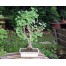 651800-ginkgo-biloba