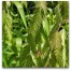 672500-chasmanthium-latifolium