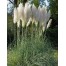 673000-cortaderia-selloana-witte-veder