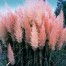673100-cortaderia-selloana-roze-veder
