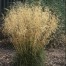673285-deschampsia-cespitosa