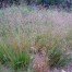 673290-deschampsia-flexuosa