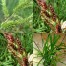673350-echinochloa-crus-galli