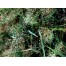 673390-eragrostis-elegans