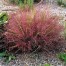 673400-eragrostis-spectabilis