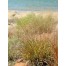 673430-eragrostis-trichodes