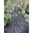 673600-festuca-glauca