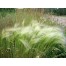 673800-hordeum-jubatum