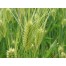 673830-hordeum-vulgare-laser-etoile-detail-prestige-shannon-irina-kosmos-flavour-amidala