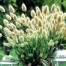 674200-lagurus-ovatus-bunny-tails