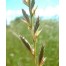 674220-lolium-multiflorum-ligrande