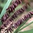 674270-melica-altissima-atropurpurea
