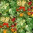 693410-lima-kers-variegated-leaf