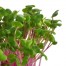 694610-radijskiem-roze-rioja-improved