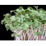 699100-broccolikers