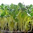 699210-zonnebloemkiem