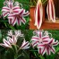 705707-crinum-powellii-cintho-alpha