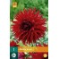707700-dahlia-apache-jaxon