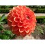 711200-dahlia-bantling