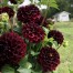 711220-dahlia-dark-spirit