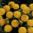 711240-dahlia-golden-scepter