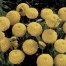 711241-dahlia-golden-scepter