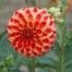 711250-dahlia-jescot-lingold