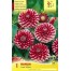 711270-dahlia-little-william