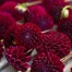 711300-dahlia-natal