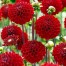 711400-dahlia-nescio-viking