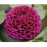 711550-dahlia-rocco