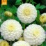 711600-dahlia-snowflake-white-aster