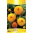 711710-dahlia-souvenir-ete