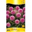 711800-dahlia-stolze-von-berlin