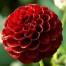 711850-dahlia-tam-tam