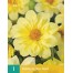 717200-dahlia-yellow-bird