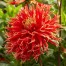 717400-dahlia-boja-farm-show-tell