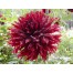 717420-dahlia-black-touch