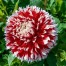 717434-dahlia-noel