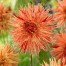 717440-dahlia-rejmans-firecracker