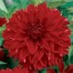 717450-dahlia-red-fubuki