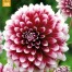 717460-dahlia-red-and-white-fubuki