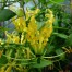 721495-gloriosa-superba-lutea