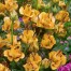 722120-lilium-hybrida-apricot-fudge