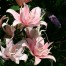722270-lilium-hybride-elodie