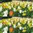 730035-bollenpakket-bright-side