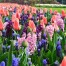 730038-bollenpakket-have-pleasant-dreams