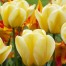 731020-tulipa-jaap-groot