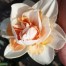 733390-narcissus-my-story-replete