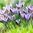 734150-crocus-chrysanthus-hybriden-spring-beauty